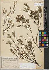 Foto von Salix repens subsp. incubacea (L.) A. Neumann